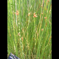 Scirpus Lacustris cv Zebrinus (fam. Cyperacees) (1)